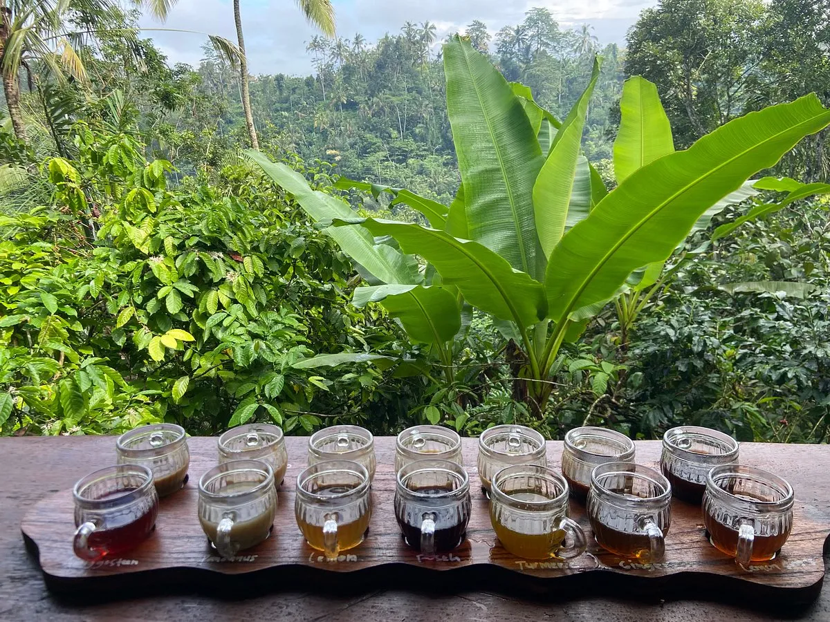 Traditional Balinese coffee plantation at Kintamani