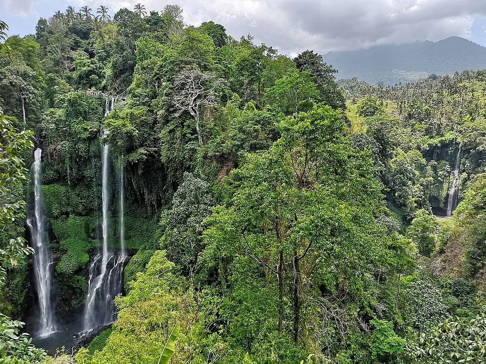 Majestic Sekumpul Waterfall surrounded by dense forest