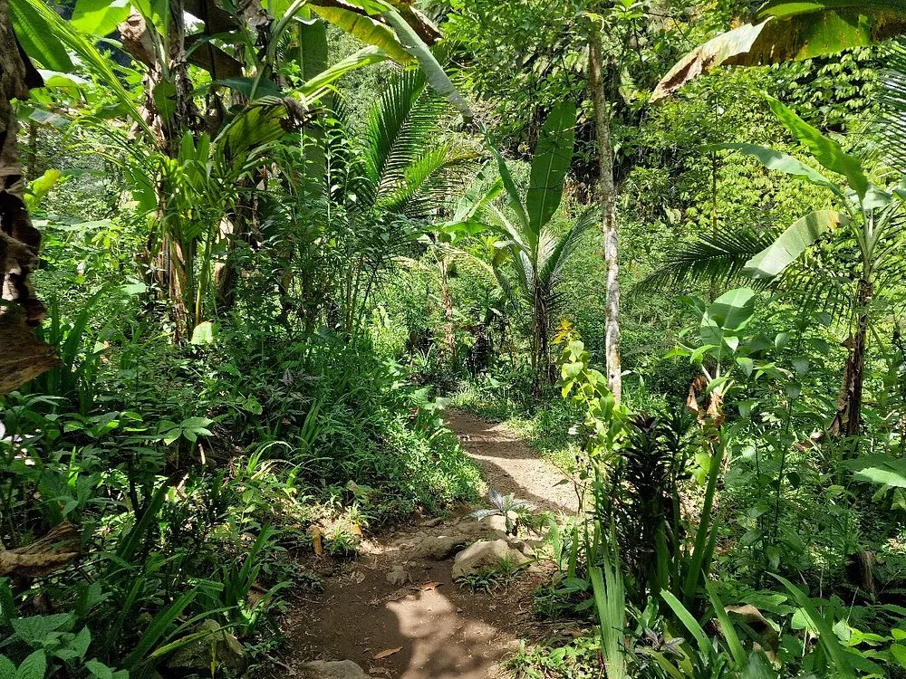 Jungle trekking path leading to Sekumpul Waterfall