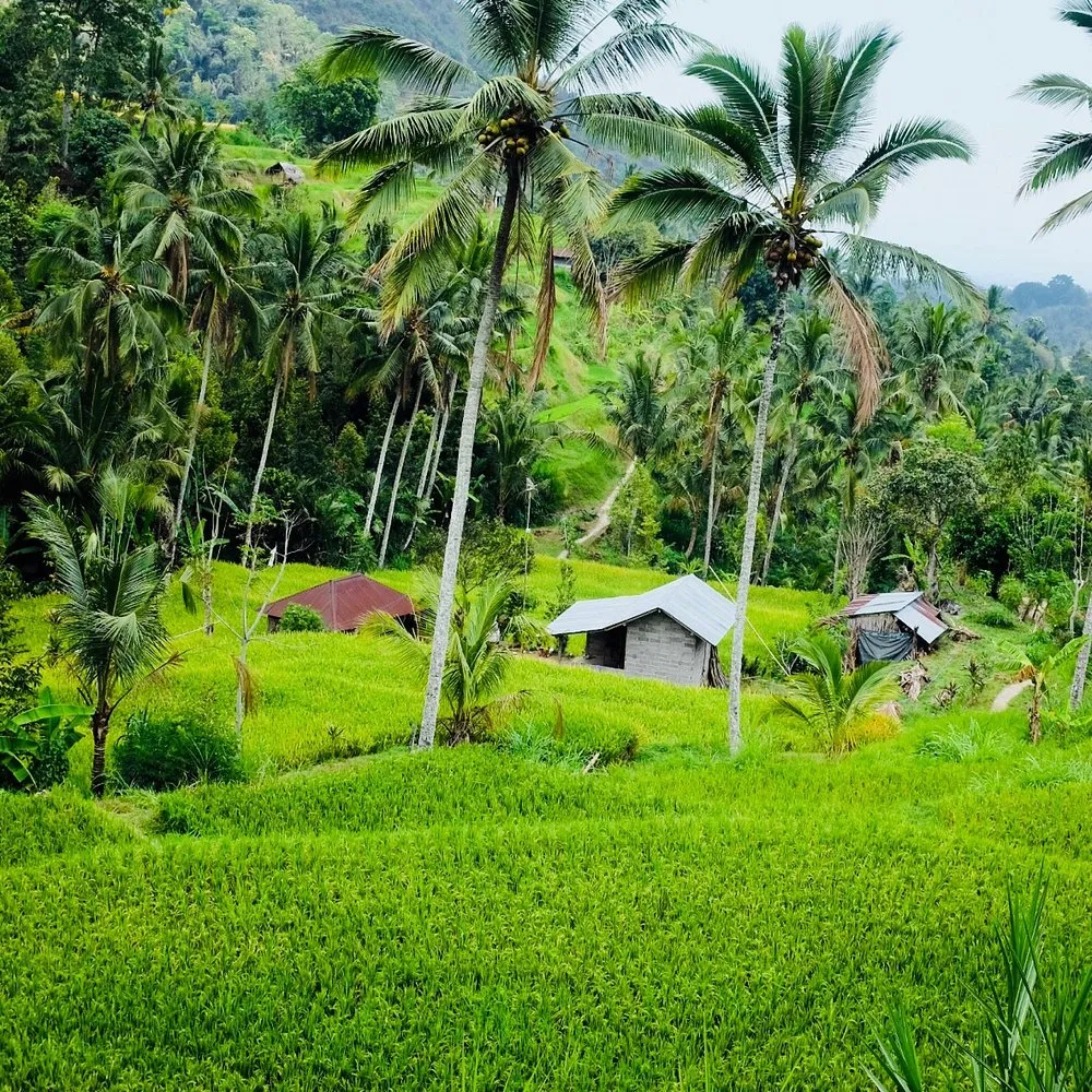Trekking through jungle to Sekumpul Waterfall North Bali