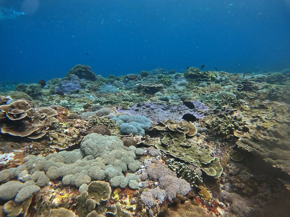 Vibrant coral reefs in the waters of Nusa Penida