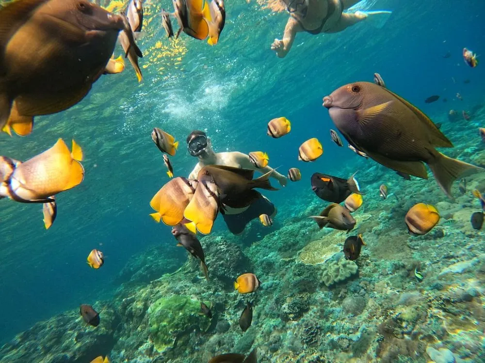 Diver surrounded by tropical fish in Nusa Penida
